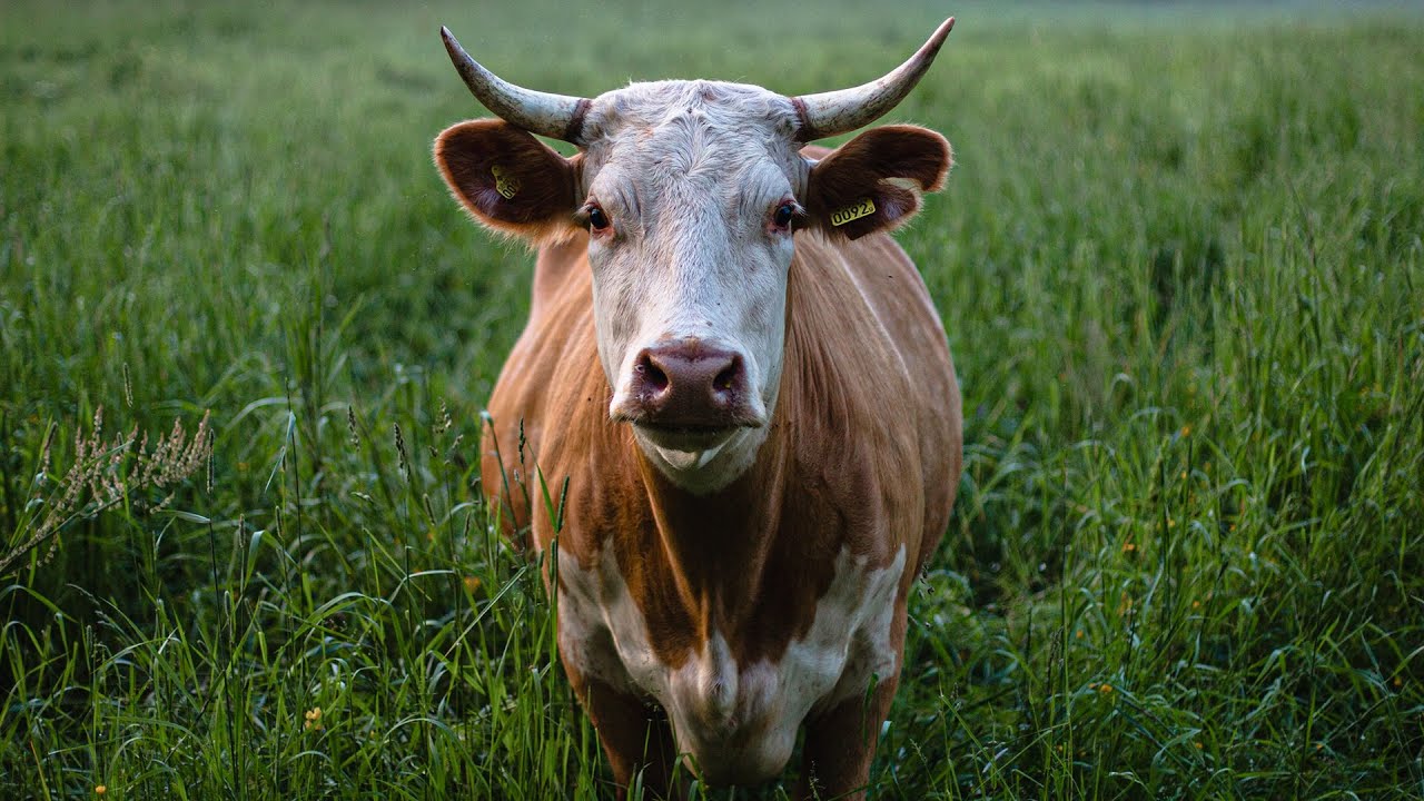 The Case For Eating Better Meat - Diana Rodgers | Modern Wisdom Podcast 244